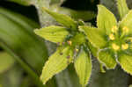 Green false hellebore